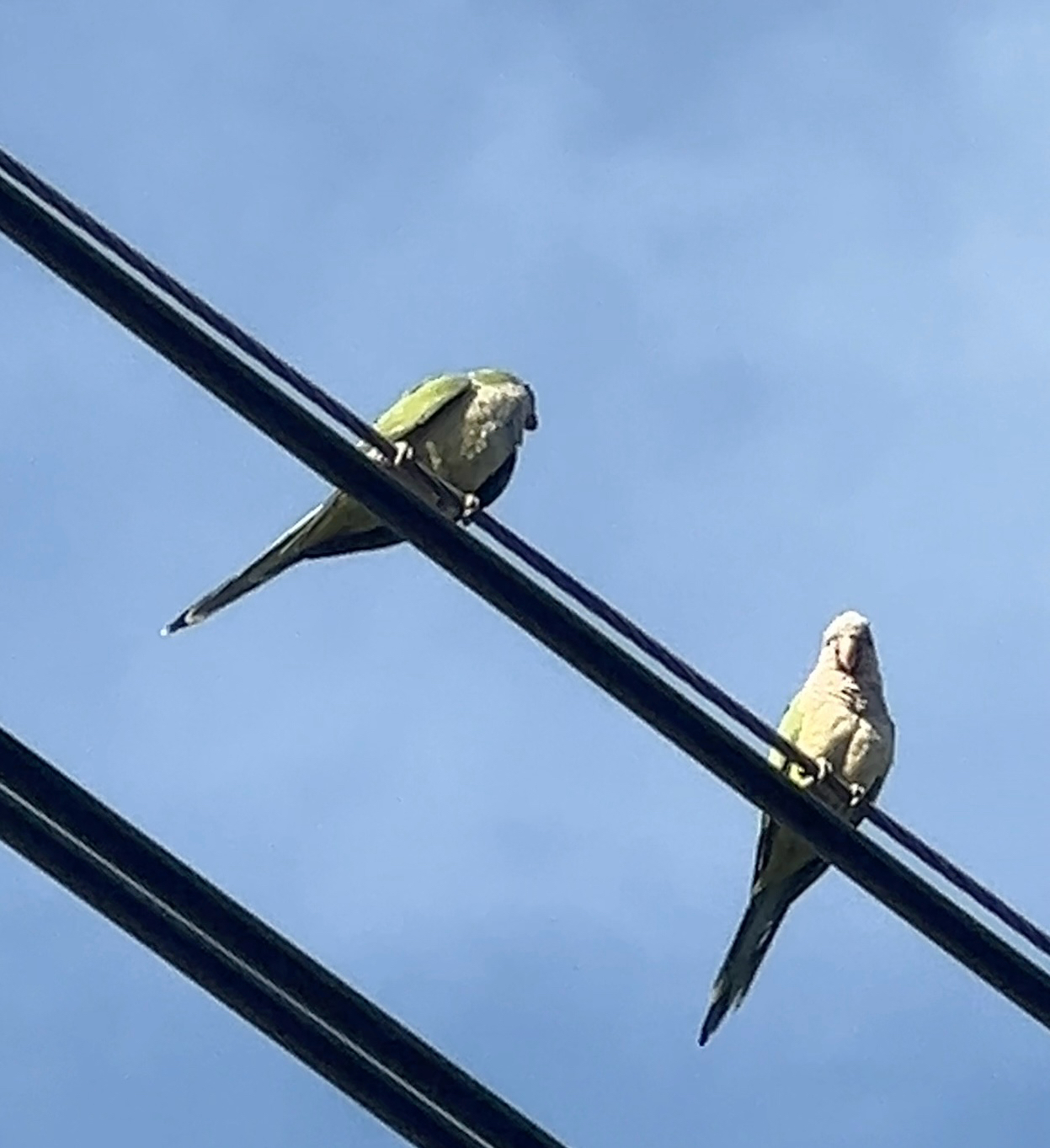 Monk Parakeet (Myiopsitta monachus), photo 9