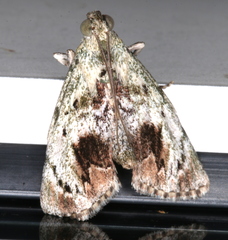 Enchesphora recurvalis