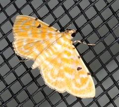 Notarcha aurolinealis