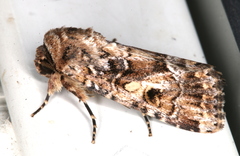 Spodoptera umbraculata