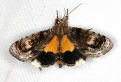 Zalissa catocalina