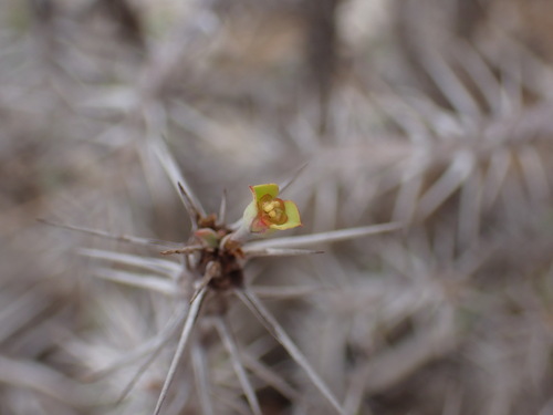 Euphorbia mahafalensis var. mahafalensis