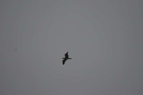 Yellow-legged Gull (Larus michahellis), photo 5