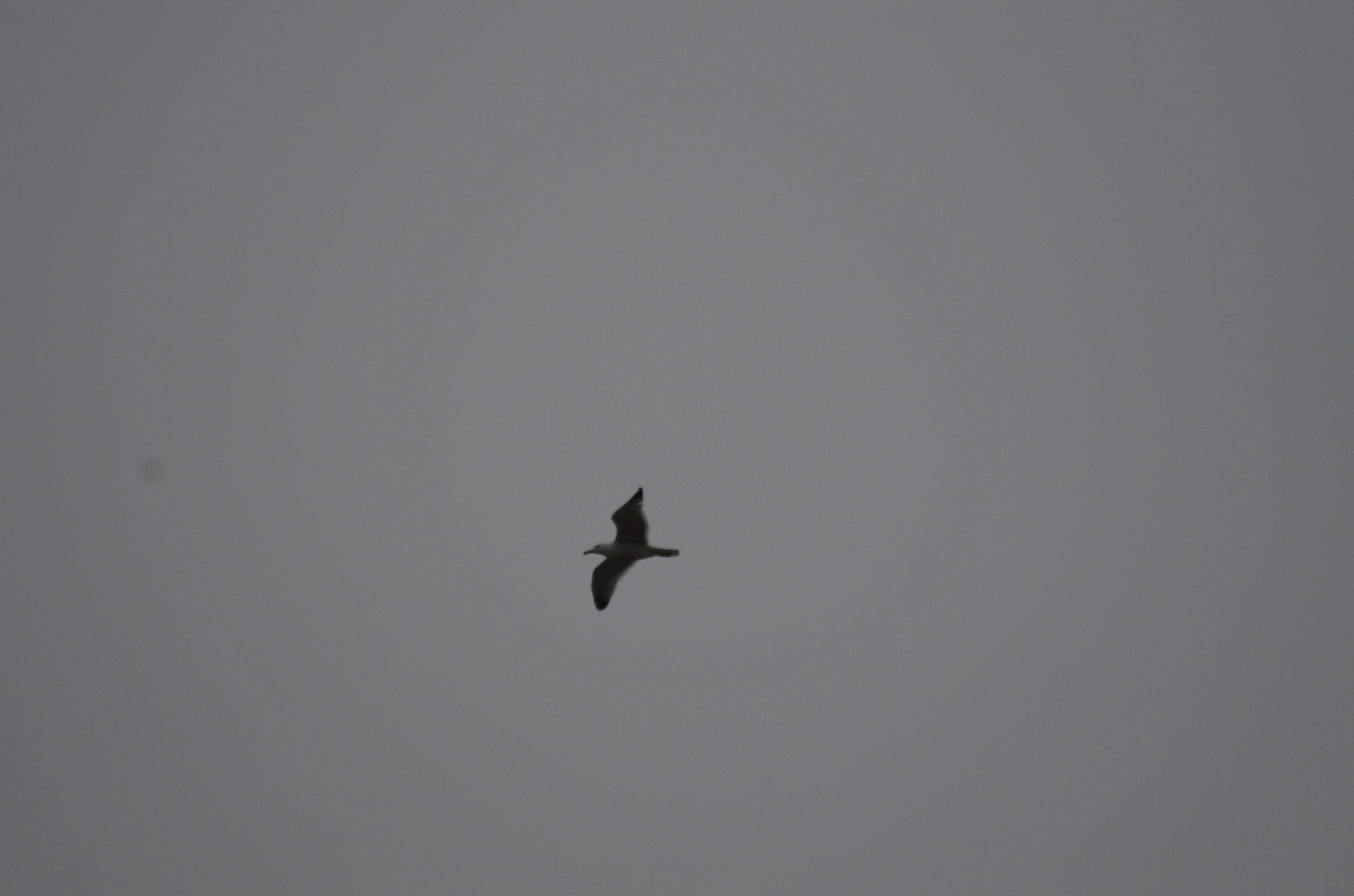 Yellow-legged Gull (Larus michahellis), photo 6