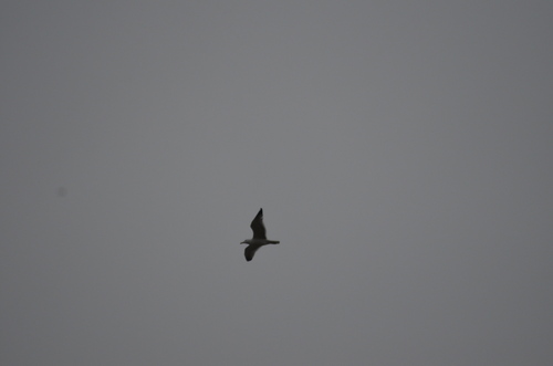 Yellow-legged Gull (Larus michahellis), photo 6