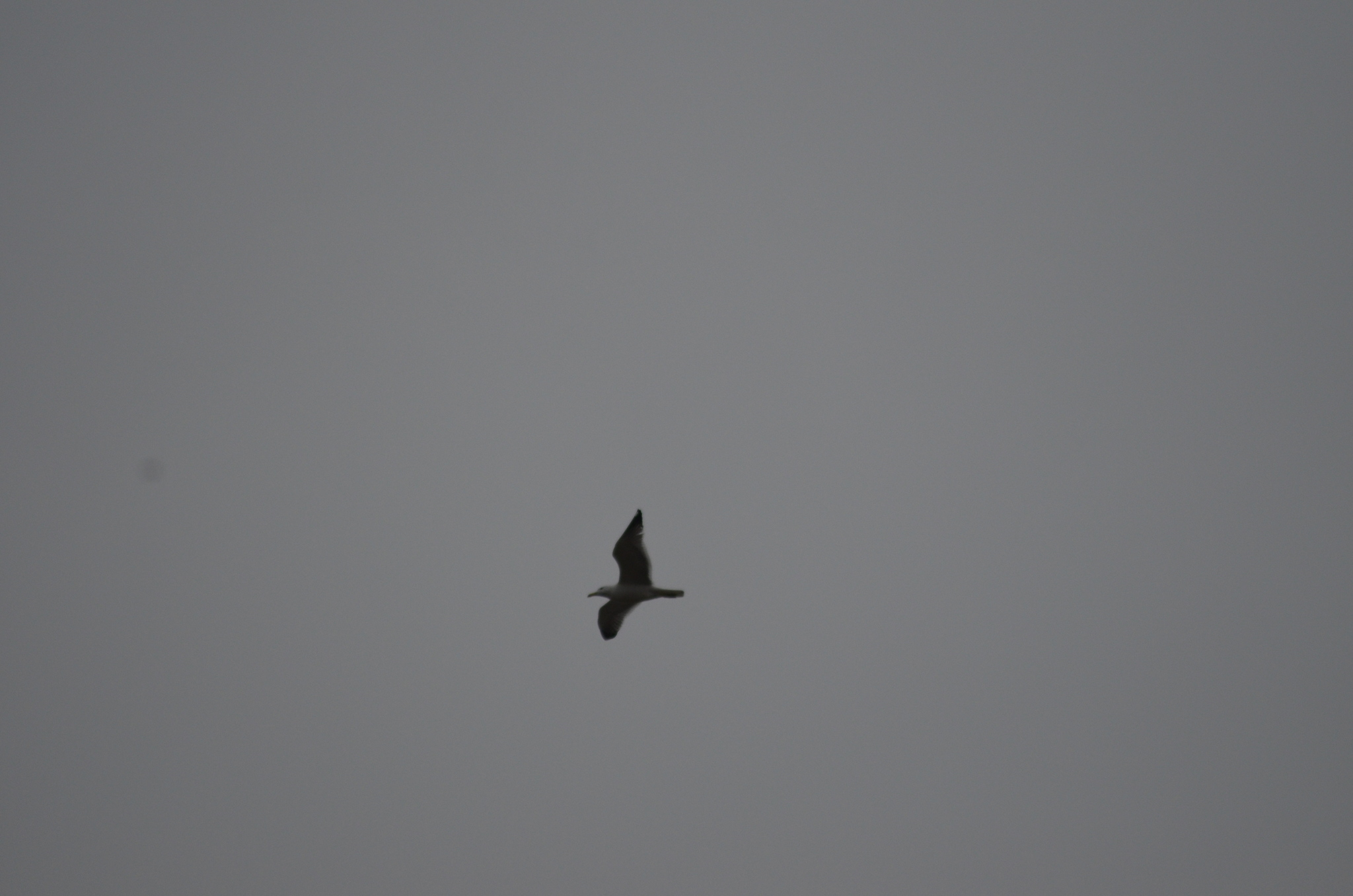 Yellow-legged Gull (Larus michahellis), photo 7