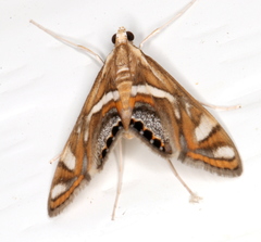 Margarosticha euprepialis