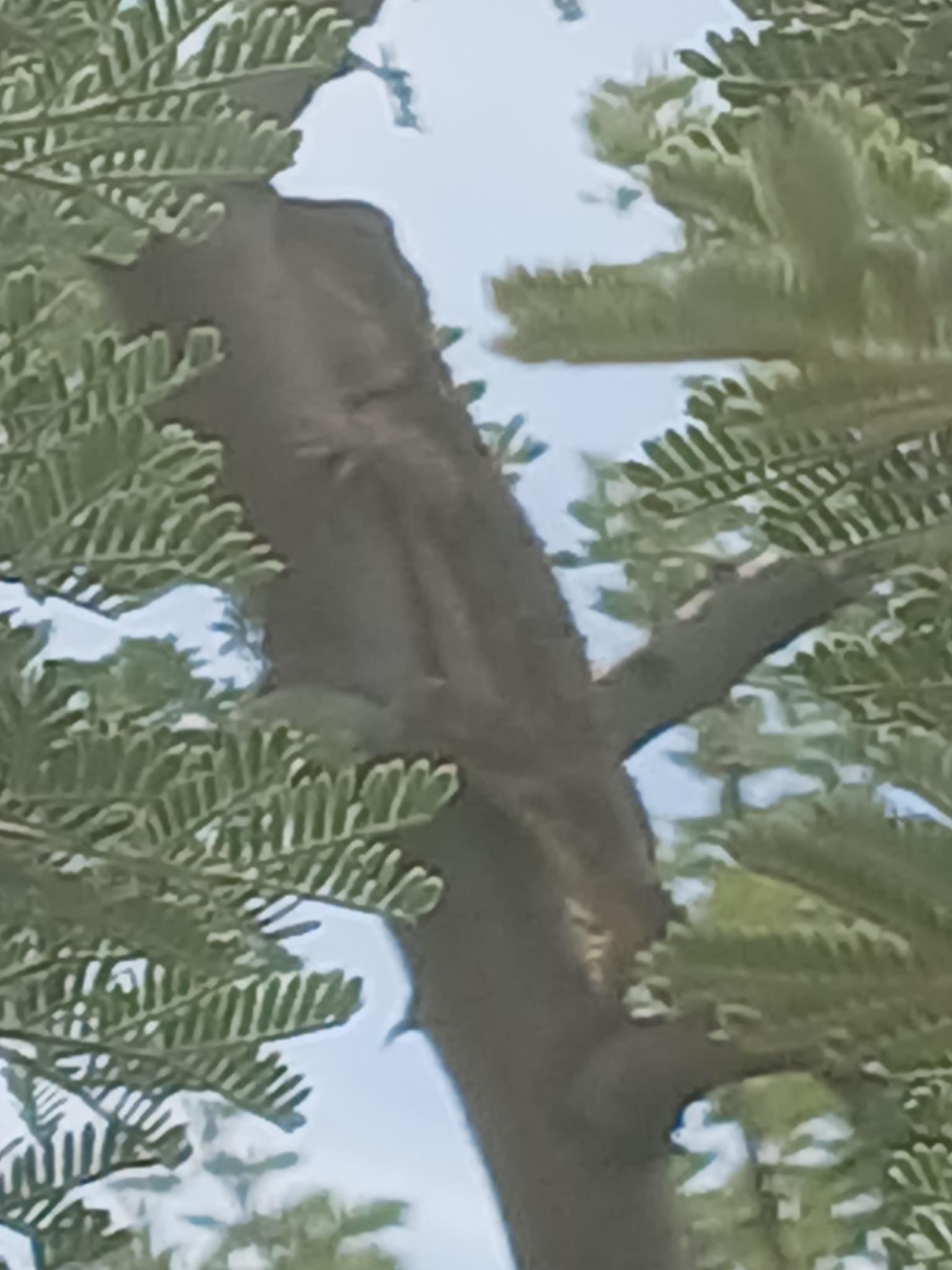 Agama aculeata Merrem, 1820