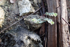 Euphorbia deltoidea serpyllum