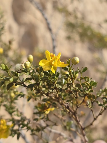 Another photo of Creosote bush