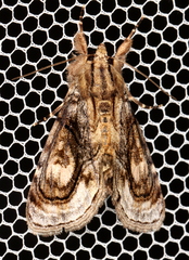 Zalissa catocalina