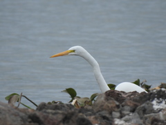 Ardea alba