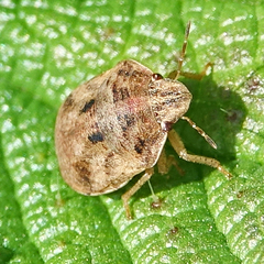 Sphyrocoris obliquus