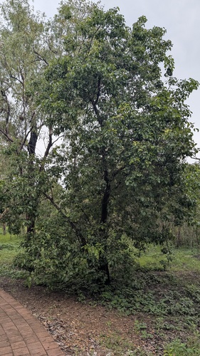 Vitex glabrata observed 2026-01-03