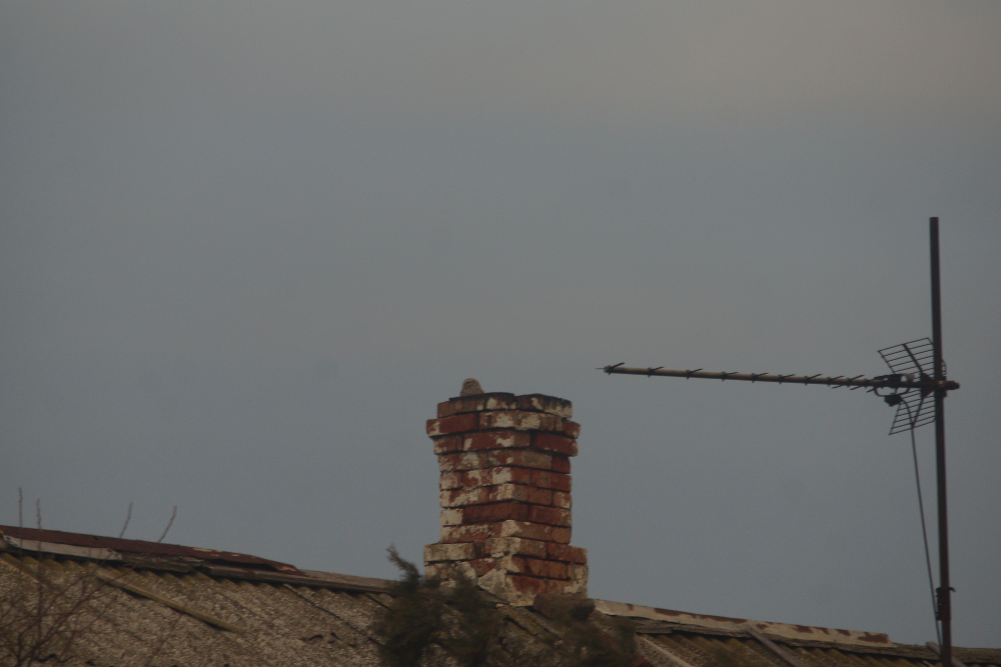 Little Owl (Athene noctua), photo 3
