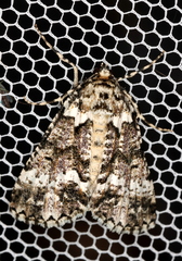 Lophosigna catasticta