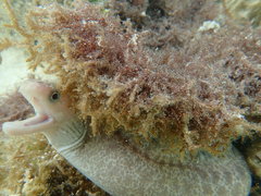 Gymnothorax cribroris