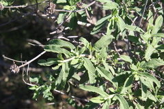 Salvia munzii