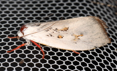 Brachybelistis neomorpha