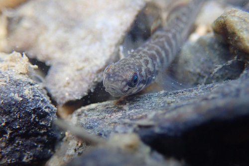 Abes grondel (Mugilogobius abei) — Gobiidae — 5