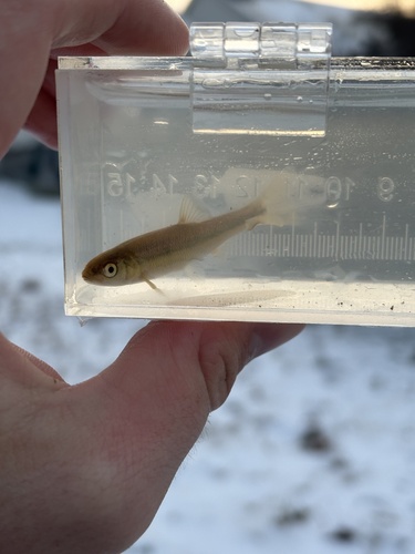 Creek chub (Semotilus atromaculatus) — Cyprinidae