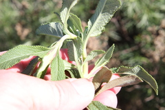 Salvia munzii