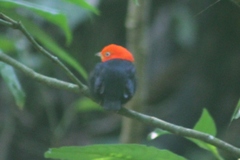 Ceratopipra mentalis