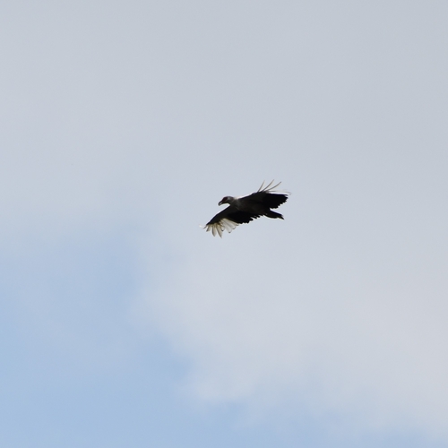 Palm-nut Vulture