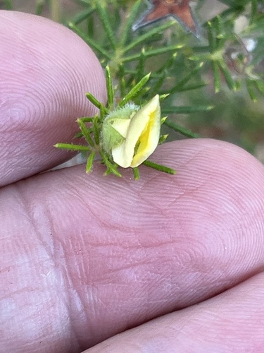 hairy yellow pea (Gompholobium tomentosum)