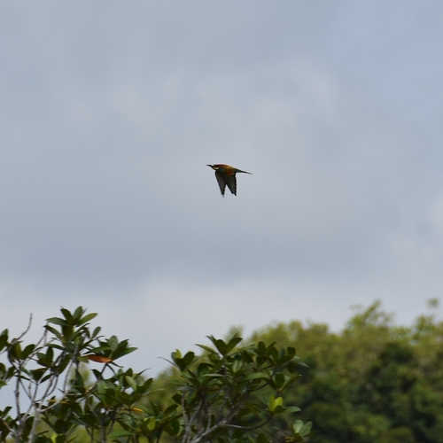 European Bee-eater