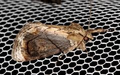 Zalissa catocalina