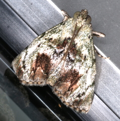 Enchesphora recurvalis