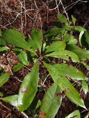Morella caroliniensis