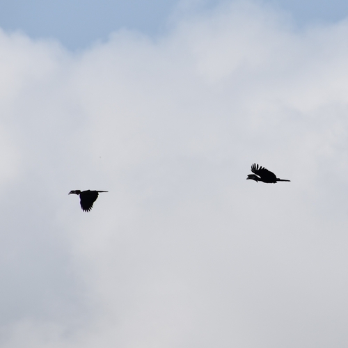 Black-casqued Hornbill (Ceratogymna atrata), photo 10