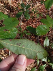 Morella caroliniensis