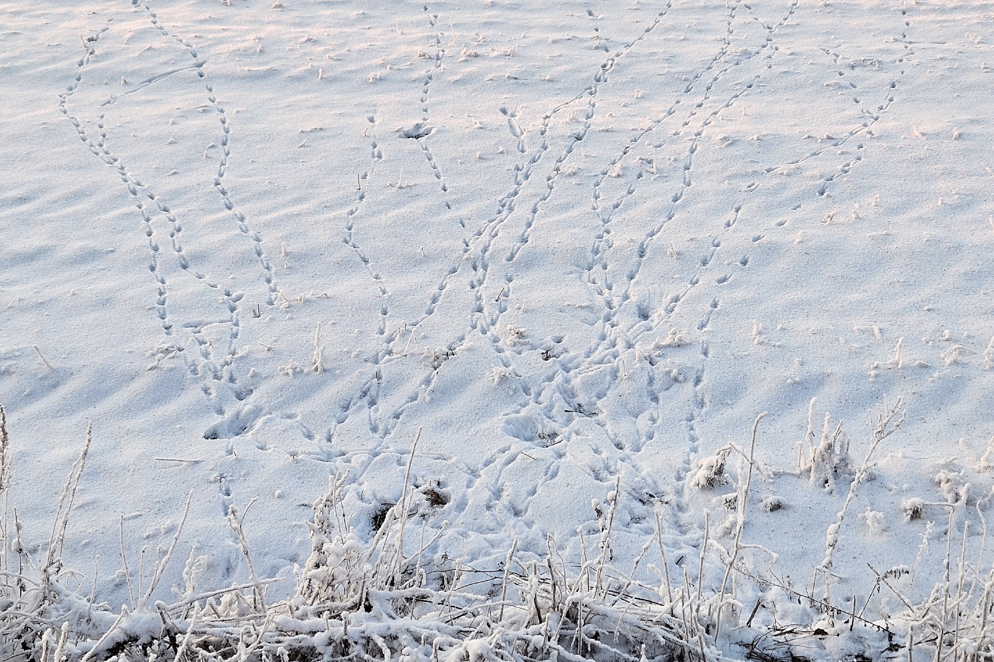 Grey Partridge (Perdix perdix), photo 5
