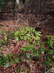 Morella caroliniensis