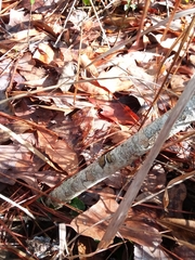 Morella caroliniensis