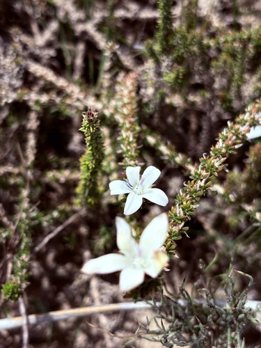 Cluster Bell (Roella spicata)