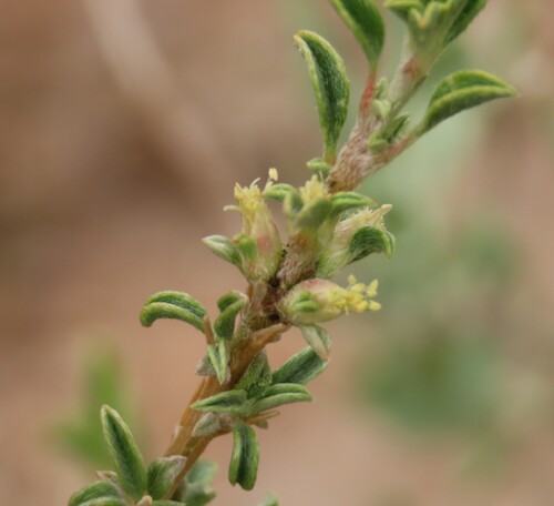 Aizoon schellenbergii (Aizoon schellenbergii)
