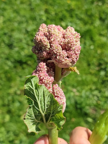 Rheum wittrockii, photograph 4
