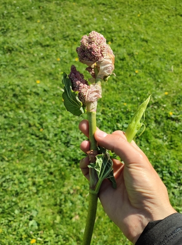 Rheum wittrockii, photograph 5
