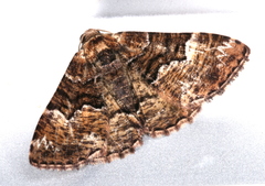 Aporoctena scierodes