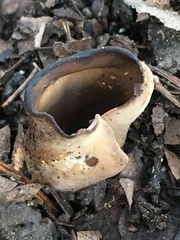 Otidea alutacea