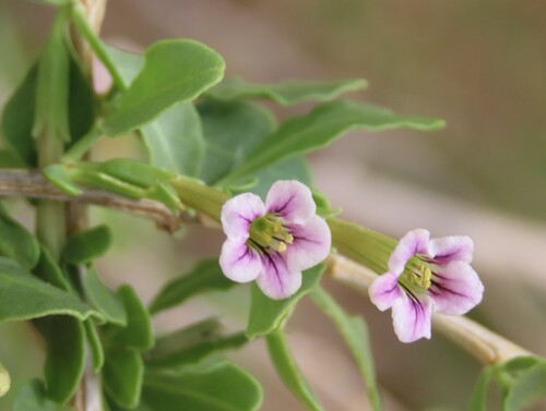 Namibian Honeythorn (Lycium eenii)