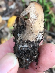 Otidea alutacea