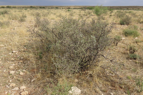 Trithorn (Rhigozum trichotomum)