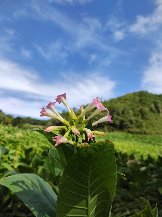 Nicotiana tabacum