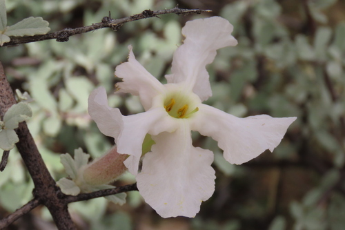 trumpet thorn