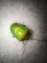 Glaucias